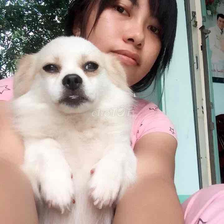 Chó lông xù trắng nâu. Mua bán Chó tại Huyện Trà Ôn Vĩnh Long được đăng bởi Ha My Nguyen hình 1