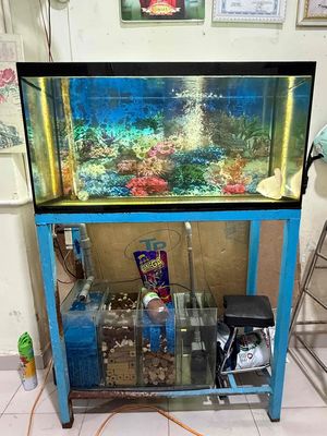 cần ra đi gấp. Mua bán Thú cưng khác tại Quận Bình Tân Tp Hồ Chí Minh được đăng bởi Thien Dan