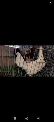 Cn tân phớc khánh ai có gà 1k180 đá vài xị. Mua bán Gà tại Thị xã Tân Uyên Bình Dương được đăng bởi Le Anh Tuấn Bin