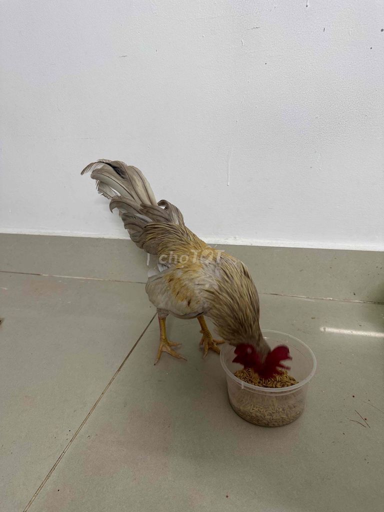 Gà tre trống Vàng trắng. Mua bán Gà tại Quận Gò Vấp Tp Hồ Chí Minh được đăng bởi Chính Gà Rừng hình 1