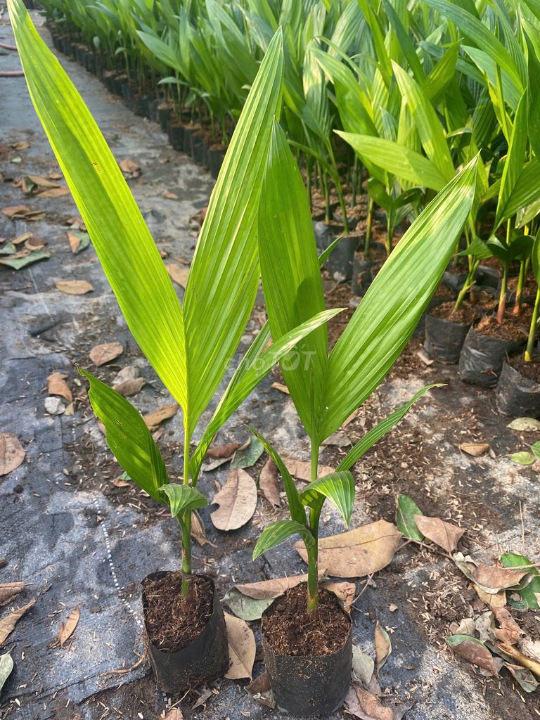 Cây giống cau 30 cm. Mua bán Cây cảnh, đồ trang trí tại Huyện Gia Lâm Hà Nội được đăng bởi Cây Giống Kinh Tế hình 1