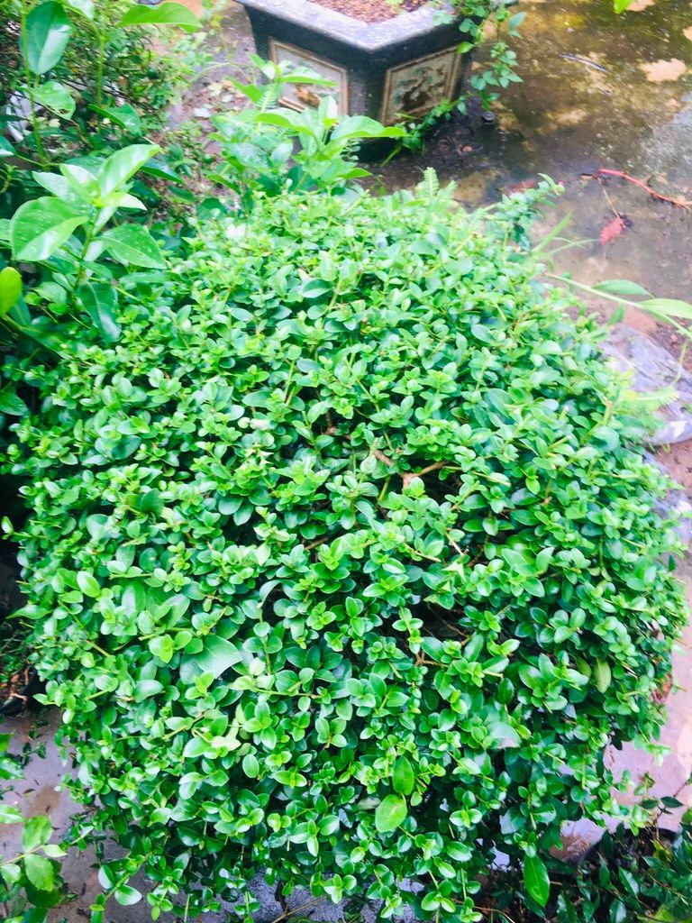 Sam hương ôm lũa tán dày 6 năm thuần chậu. Mua bán Cây cảnh, đồ trang trí tại Thành phố Buôn Ma Thuột Đắk Lắk được đăng bởi chuyên gà tre gia cong và cây cảnh bonsai hình 1