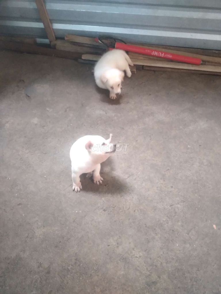 Chó nhặt cỏ lai chân lùn. Mua bán Chó tại Quận Cái Răng Cần Thơ được đăng bởi ng Tùng  hình 1