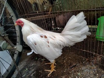 Bướm 1kg3.50 cãng mái. Mua bán Gà tại Quận 8 Tp Hồ Chí Minh được đăng bởi đại 