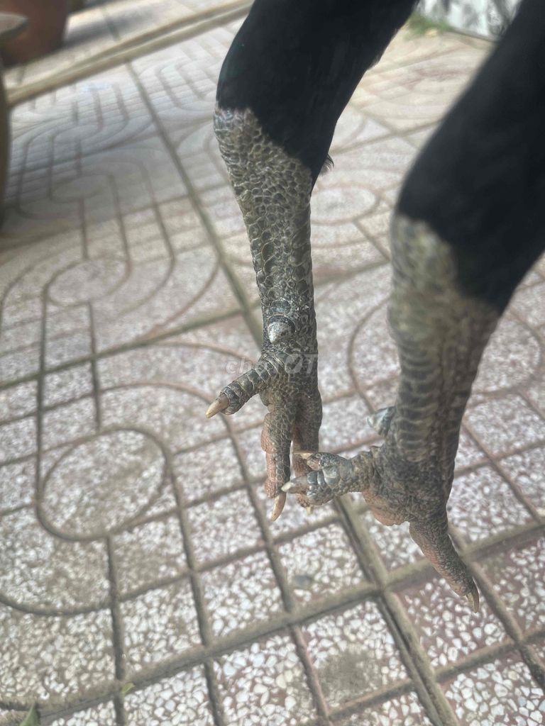 Gà trống màu Đen. Mua bán Gà tại Huyện Long Hồ Vĩnh Long được đăng bởi Nguyễn Hoàng hình 1