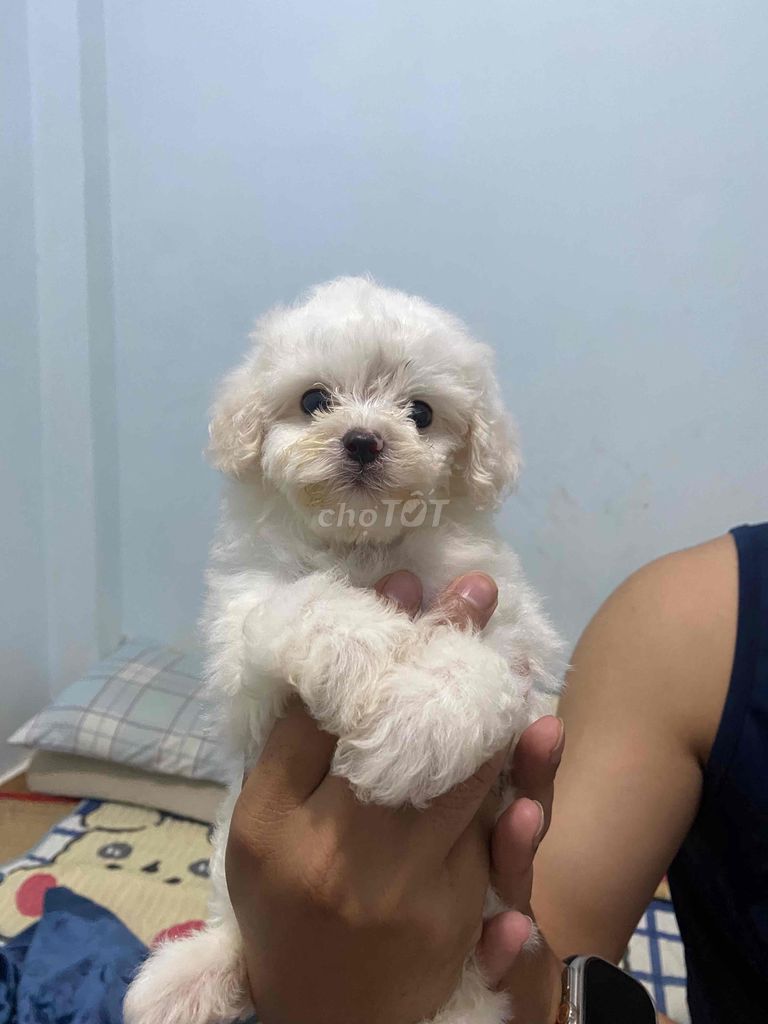 poodle tini trắng thuần chủng