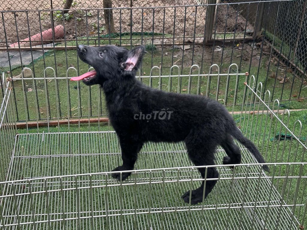 Chó Becgie Đen cả hai. Mua bán Chó tại Huyện Bình Chánh Tp Hồ Chí Minh được đăng bởi Dung dung  hình 1
