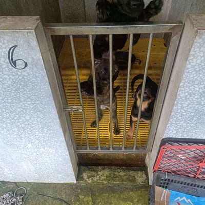 TL rottweler cái cuối