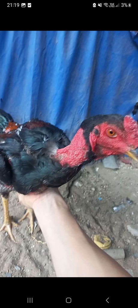 Gà tơ Đen, đỏ Đã trị bệnh. Mua bán Gà tại Thành phố Thủ Đức Tp Hồ Chí Minh được đăng bởi Lich Phan hình 1