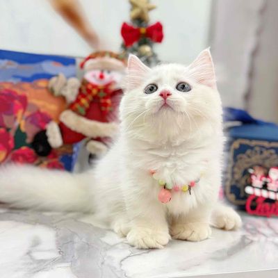 Munchkin lông dài trắng