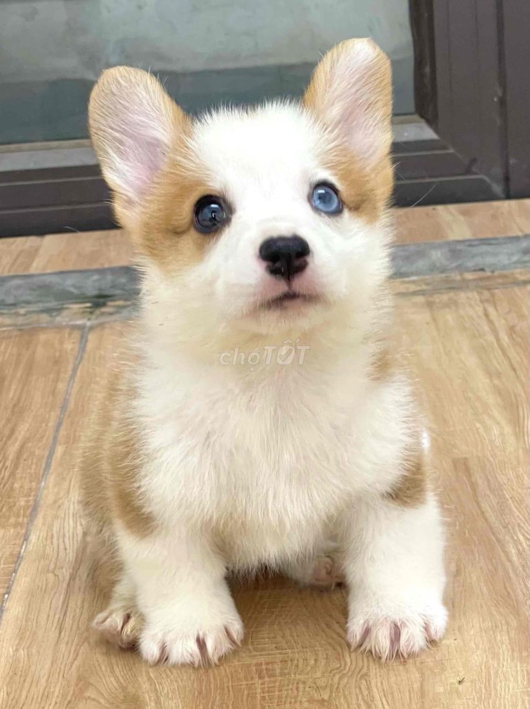Chó Corgi Đực Cái Trắng Nâu. Mua bán Chó tại Huyện Thanh Trì Hà Nội được đăng bởi Nguyễn Longg hình 1