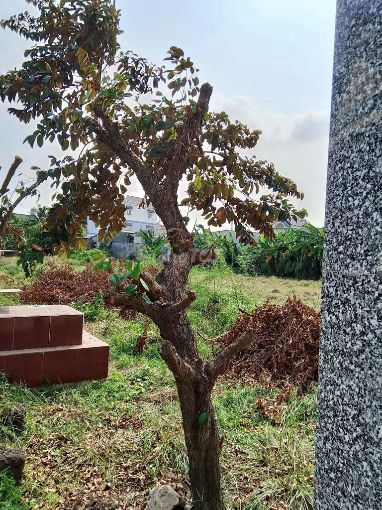 Cây ăn quả Vú sữa Lò Rèn. Mua bán Cây cảnh, đồ trang trí tại Huyện Bình Chánh Tp Hồ Chí Minh được đăng bởi Quốc Cường hình 1