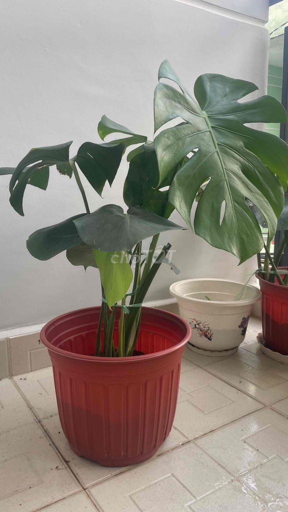 Trầu bà Monstera