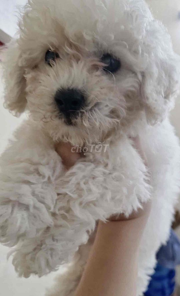 Chó Poodle Tiny Cup trắng 3 tháng đã tiêm. Mua bán Chó tại Quận Hoàng Mai Hà Nội được đăng bởi Hà Nguyễn hình 1