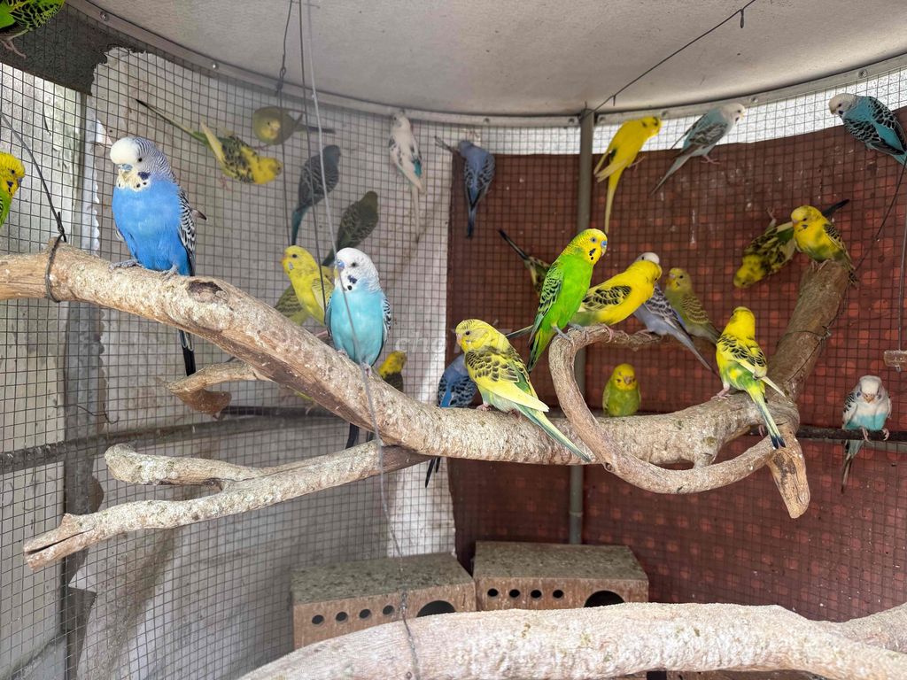 Chim Yến phụng nhiều màu khỏe mạnh. Mua bán Chim tại Thành phố Thủ Đức Tp Hồ Chí Minh được đăng bởi Ngọc Nga hình 1
