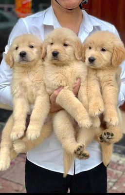 Chó Golden Retriever vàng kem con đã tiêm