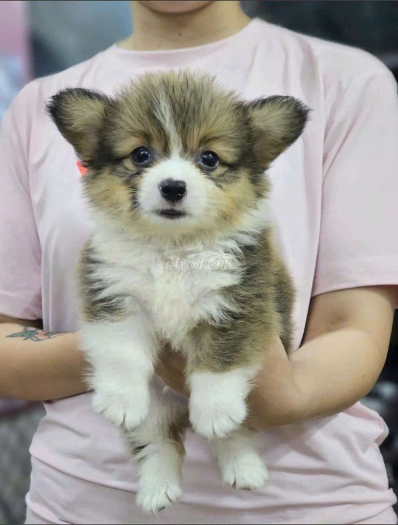 Chó Corgi thuần chủng. Mua bán Chó tại Thành phố Thanh Hóa Thanh Hóa được đăng bởi Hải Dương hình 1