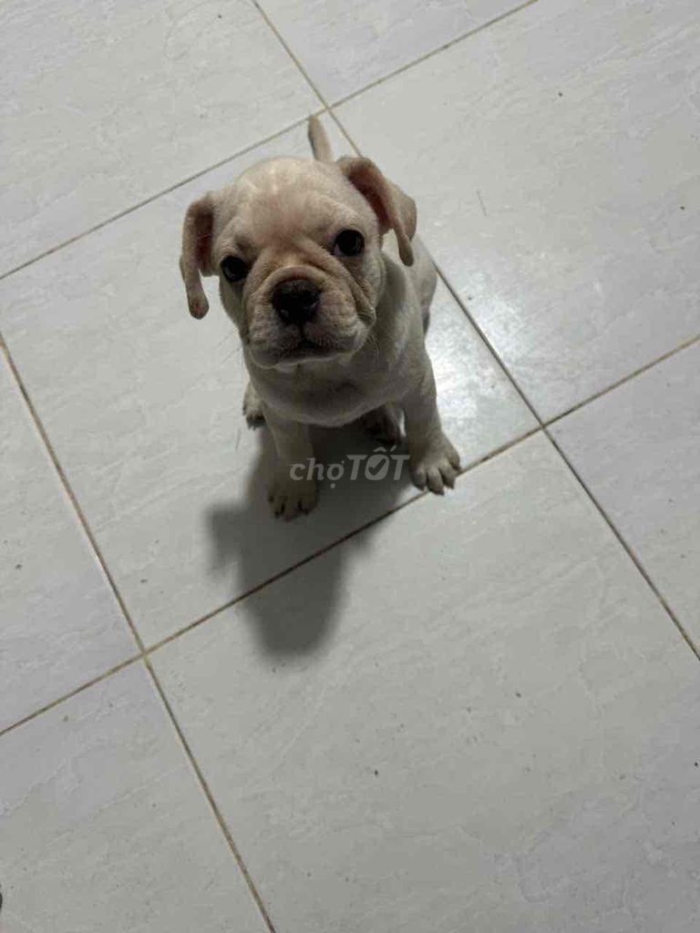 Chó Bug xệ nhiều màu đã tiêm. Mua bán Chó tại Huyện Bình Chánh Tp Hồ Chí Minh được đăng bởi sang hình 1