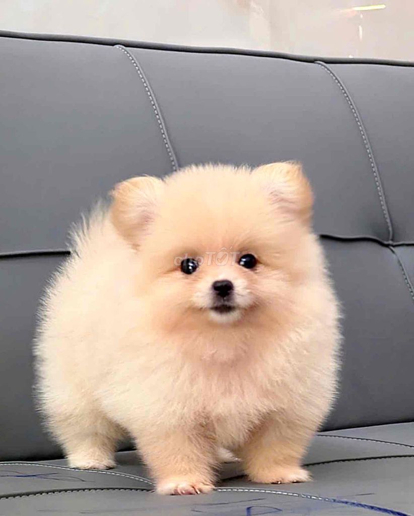 chó pom ( phốc sóc ) vàng mặt gấu. Mua bán Chó tại Quận Bình Tân Tp Hồ Chí Minh được đăng bởi Trang  hình 1