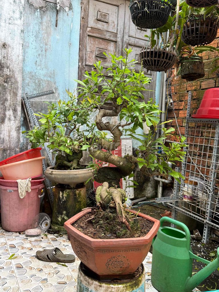 Lộc vừng Bonsai Dáng bệ hoành loắc mịn. Mua bán Cây cảnh, đồ trang trí tại Huyện Củ Chi Tp Hồ Chí Minh được đăng bởi nguyễn quốc Thắng hình 1