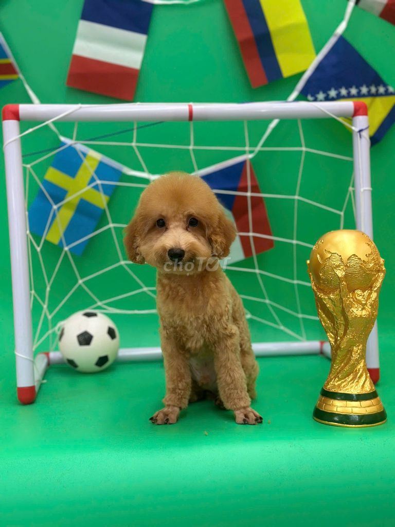 Chó Poodle Đực Nâu 4 tháng Khỏe mạnh. Mua bán Chó tại Quận Bình Tân Tp Hồ Chí Minh được đăng bởi Huỳnh Trâm hình 1