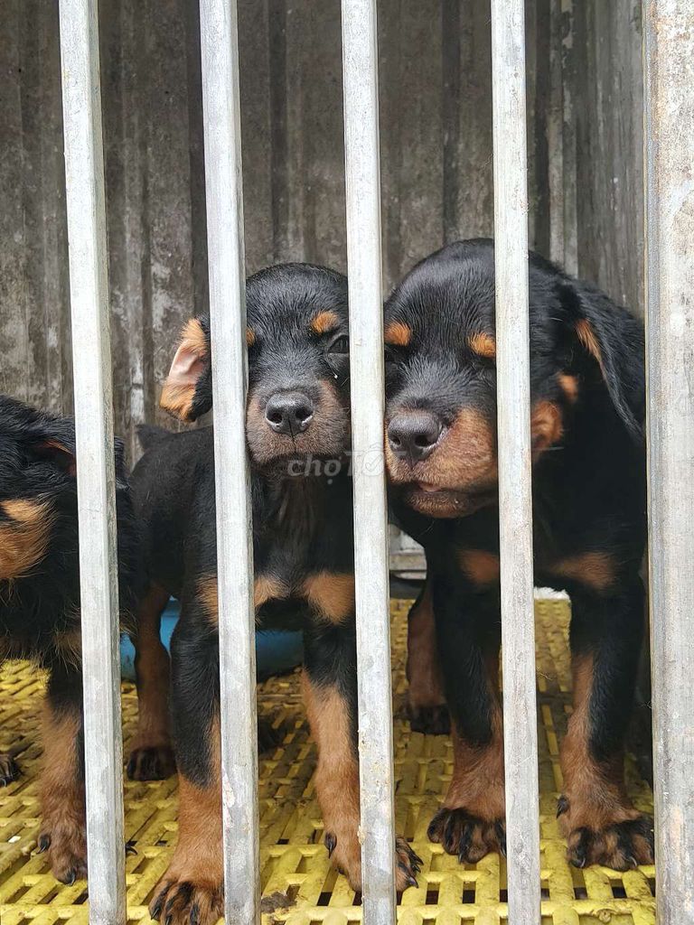 Rottweiler secbia thuần chủng. Mua bán Chó tại Thị xã Bến Cát Bình Dương được đăng bởi Malinois bình dương  hình 3