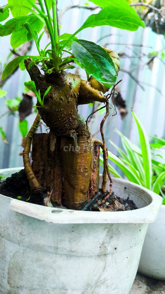 Củ thương lục. Mua bán Cây cảnh, đồ trang trí tại Thành phố Mỹ Tho Tiền Giang được đăng bởi Thanh Toàn hình 1