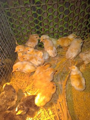 Gà con. Mua bán Gà tại Huyện Tam Bình Vĩnh Long được đăng bởi Tran Truong