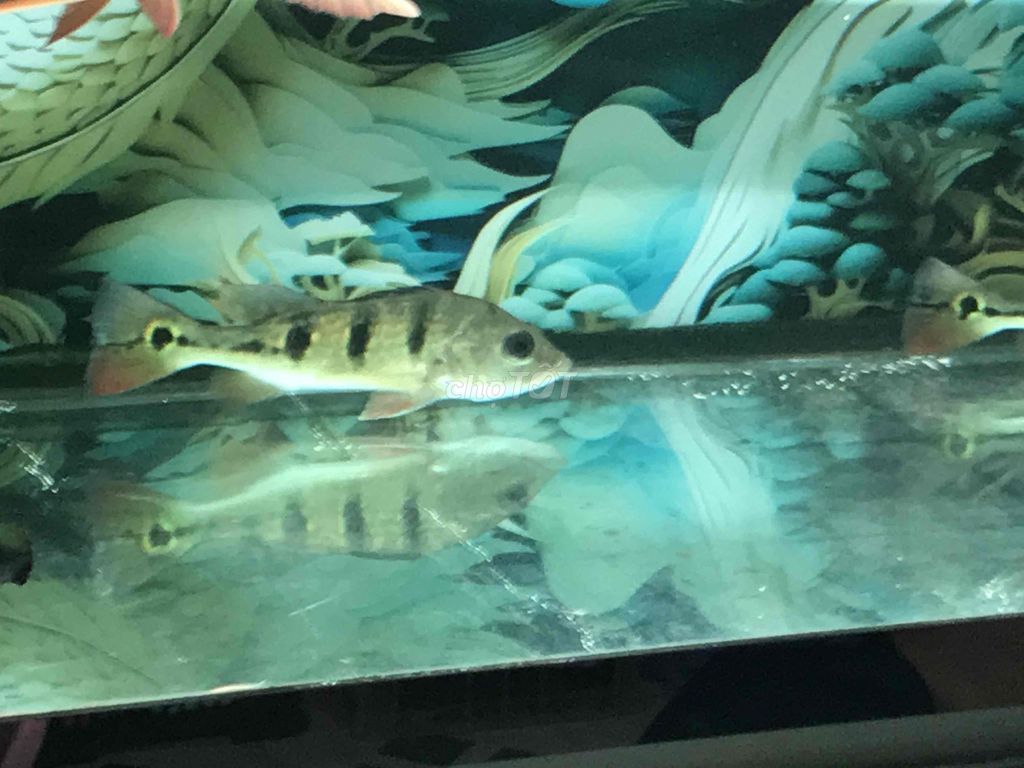 pk cá ròng đồng giá. Mua bán Thú cưng khác tại Quận 11 Tp Hồ Chí Minh được đăng bởi THANH TÙNG hình 1