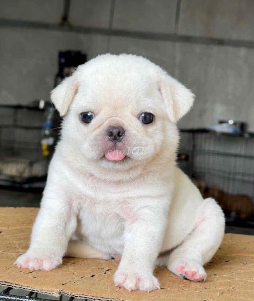 Chó Pug trắng 2 tháng đã tiêm phòng. Mua bán Chó tại Huyện Bình Chánh Tp Hồ Chí Minh được đăng bởi pom pet sài gòn hình 1