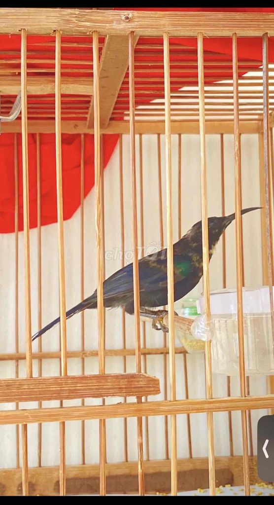 hút mật tía ô chuyền beo hót rồi. Mua bán Chim tại Quận 12 Tp Hồ Chí Minh được đăng bởi Triển hình 1