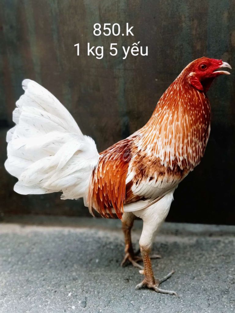 1 kg 5 yếu gà zin ae nhé