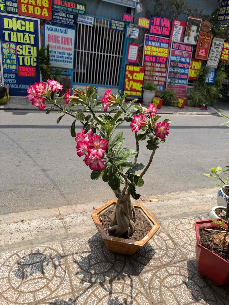 Hoa sứ Thái Lan Đỏ hồng 3 năm. Mua bán Cây cảnh, đồ trang trí tại Quận Ninh Kiều Cần Thơ được đăng bởi ĐTDĐ HỒNG ĐĂNG hình 1