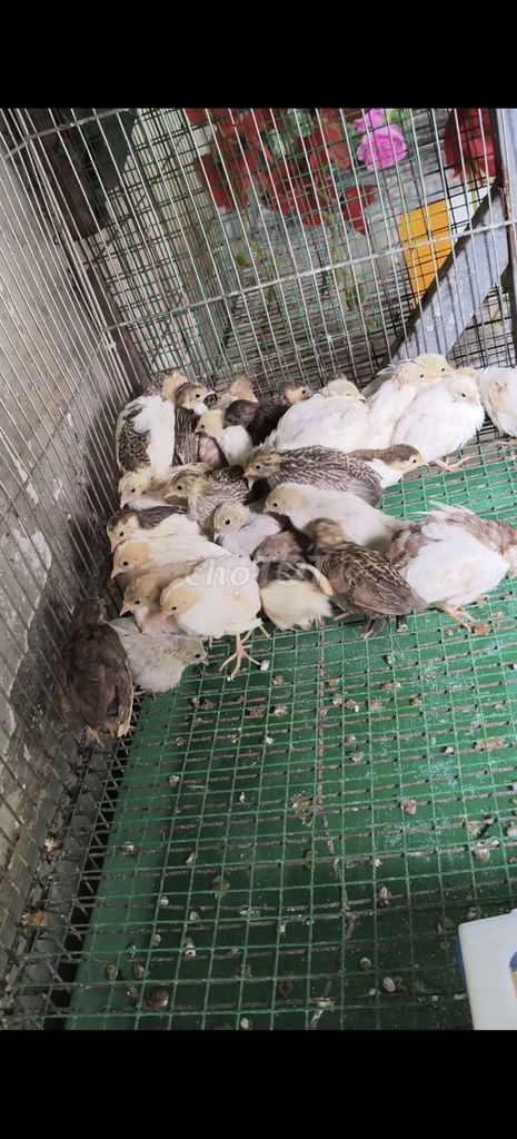 Gà Rutin 3 tuần . Mua bán Gà tại Quận 12 Tp Hồ Chí Minh được đăng bởi Gà Kiểng Sài Gòn  hình 1