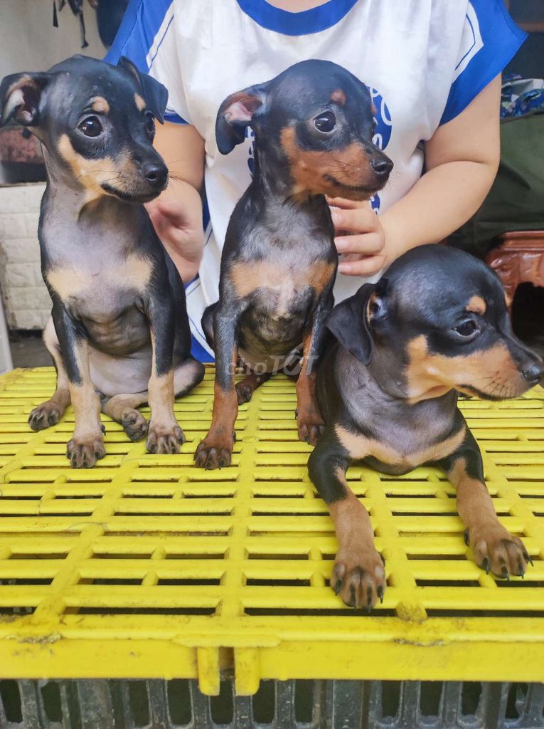 Chó Phốc Hươu Đen vàng 2 tháng đã tiêm. Mua bán Chó tại Thành phố Thanh Hóa Thanh Hóa được đăng bởi Huyền hình 1