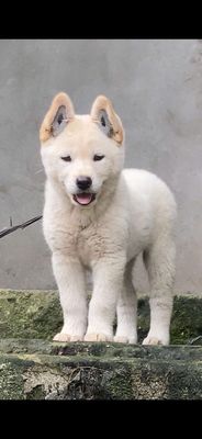 Chó đực màu trắng