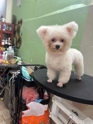 🆘 hàng hiếm 🆘 poodle tiny 2kg tai bướm tự nhiên 🦋