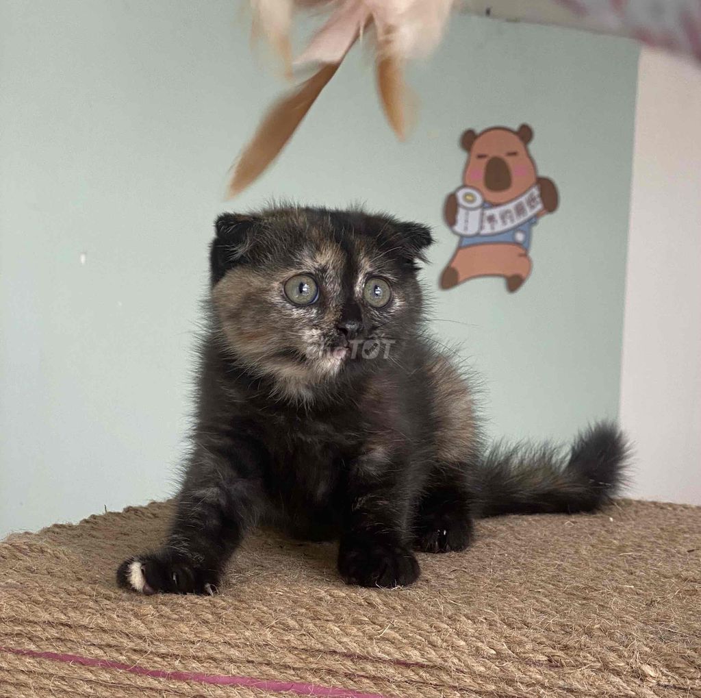 mèo anh giá trên hình từ 900. Mua bán Mèo tại Thành phố Thủ Đức Tp Hồ Chí Minh được đăng bởi Nguyễn Quốc Việt hình 5