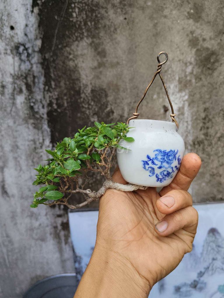 Cây cảnh Sam hương mini. Mua bán Cây cảnh, đồ trang trí tại Thị xã Tân Uyên Bình Dương được đăng bởi bonsai mini hình 1