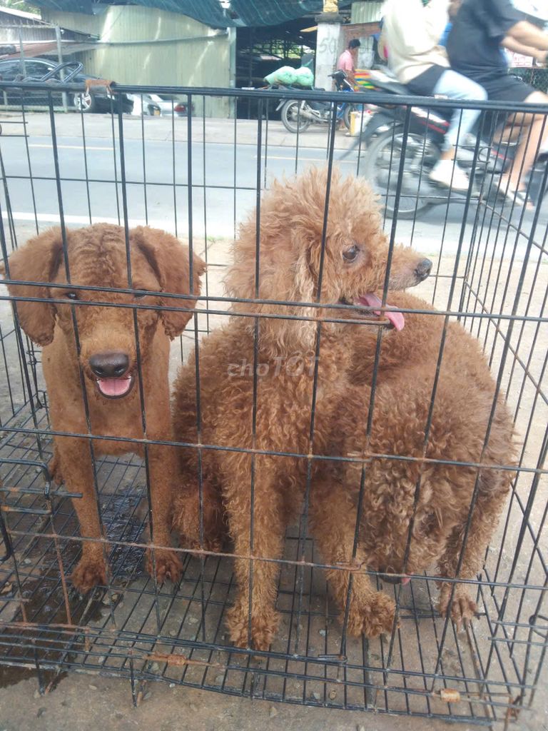 3 bé poodle đực thuần chủng 15 tháng tuổi