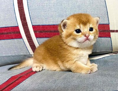Mấy bé Mèo Anh lông ngắn tìm 🏡 mới