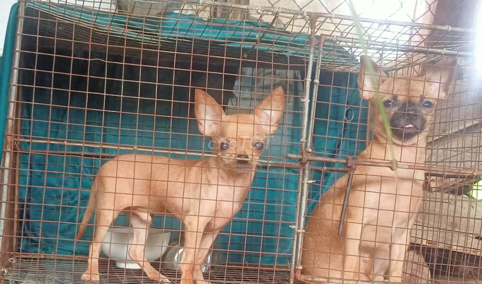 Chihuahua thuần cái 7 tháng đực 6 thánh đầu táo. Mua bán Chó tại Huyện Vĩnh Thuận Kiên Giang được đăng bởi Nam hình 3