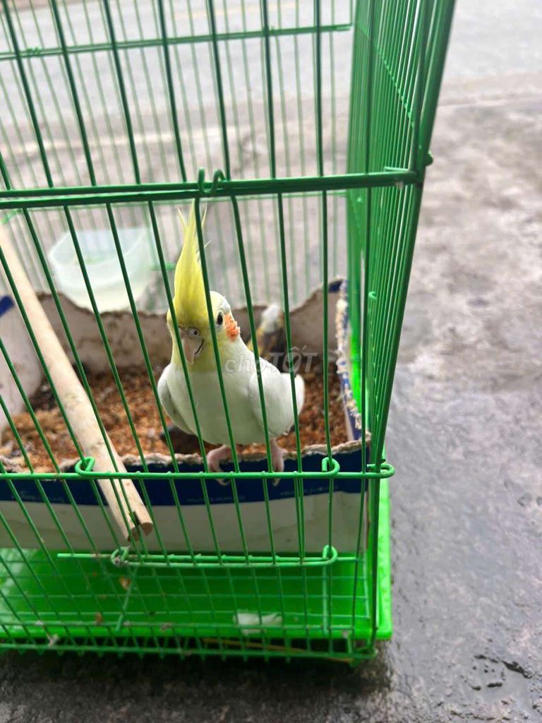 Vẹt mã lai thuần quấn chủ