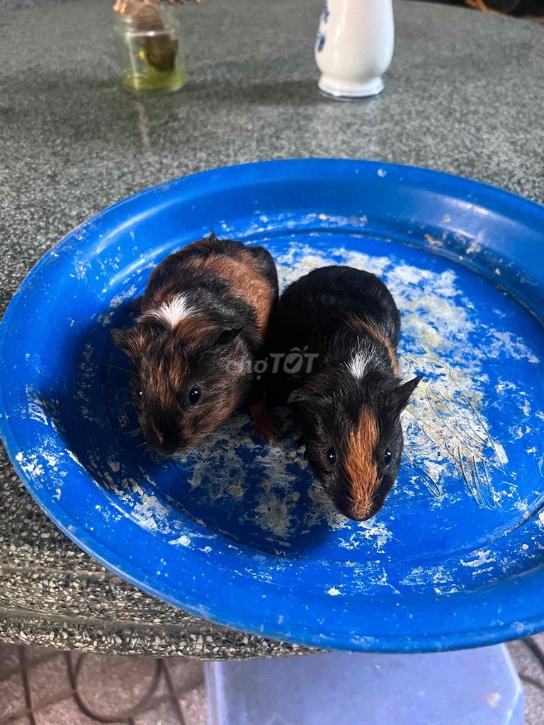 cặp bọ con được 1 tháng. Mua bán Thú cưng khác tại Thành phố Thuận An Bình Dương được đăng bởi thanh my hình 1