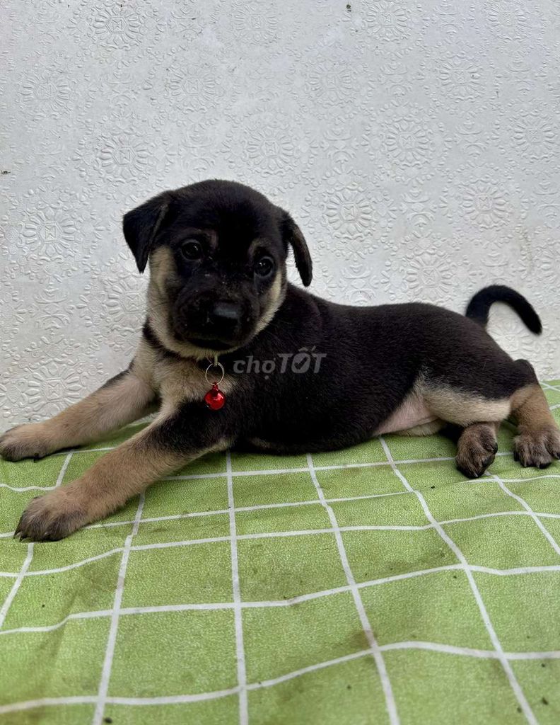 ROTTWEILER F1 – TO CON, MÓNG ĐEO KÉP. Mua bán Chó tại Quận Bình Tân Tp Hồ Chí Minh được đăng bởi nguyễn huệ hình 2