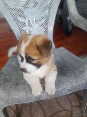 Chó Nhật lai. Mua bán Chó tại Quận Bình Thuỷ Cần Thơ được đăng bởi Tên chưa cung cấp