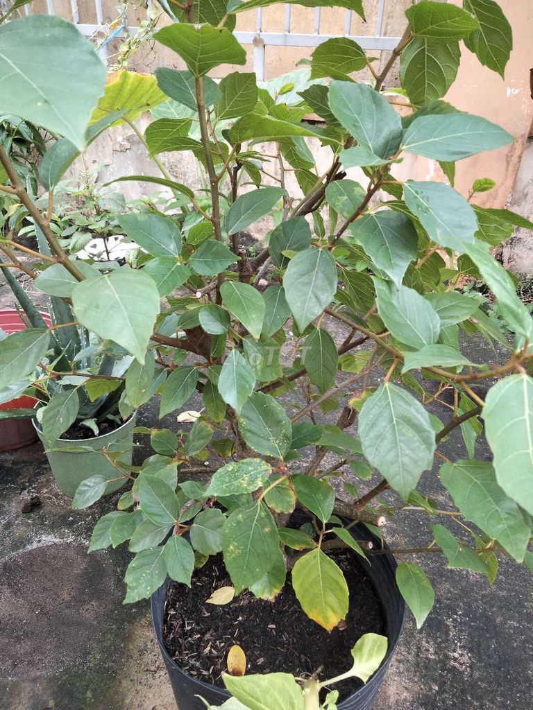 Cây sung 50cm Xanh lá. Mua bán Cây cảnh, đồ trang trí tại Quận 12 Tp Hồ Chí Minh được đăng bởi Quốc bình hình 1