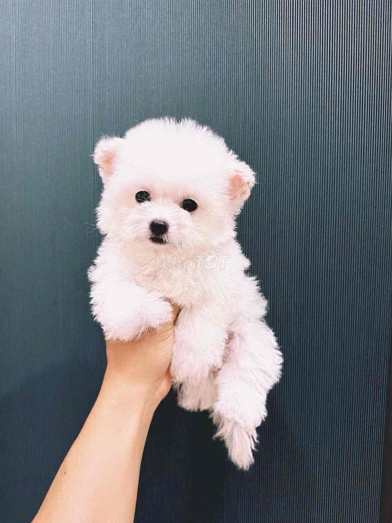 Chó Bichon mix Cái Trắng gần 3 tháng. Mua bán Chó tại Quận 6 Tp Hồ Chí Minh được đăng bởi Bối bối hình 1