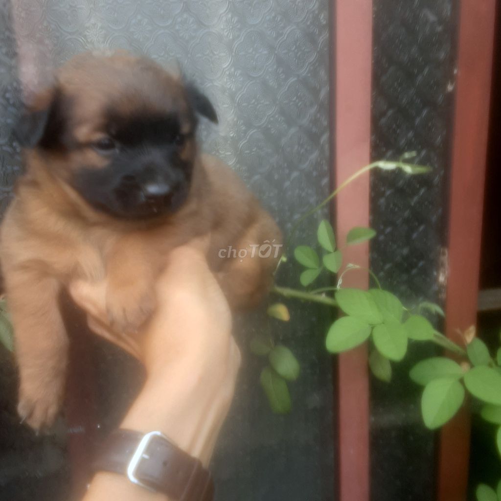 Chó Nhật lùn lai Bắc Kinh. Mua bán Chó tại Thành phố Biên Hòa Đồng Nai được đăng bởi Nguyễn Chánh Nghĩa  hình 1