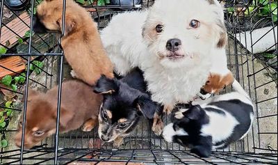 Bán Chó Poodle Lai Chó Cỏ. Mua bán Chó tại Thành phố Thủ Dầu Một Bình Dương được đăng bởi Minh Tuấn